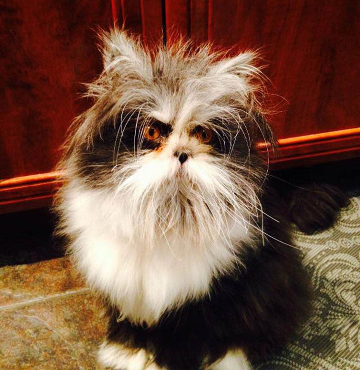 Atchoum-chat-19