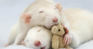souris-calins