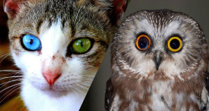 une-chat-hiboux