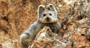 Ili-Pika-1
