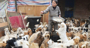 Image-Une-chiens-1