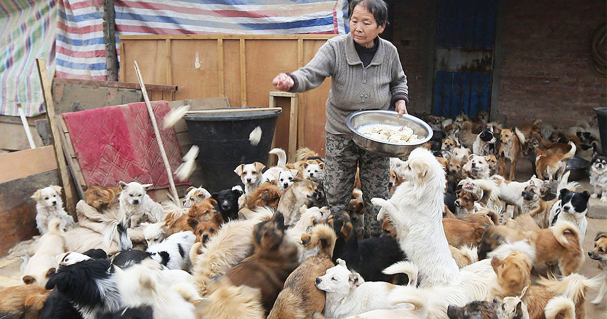 Image-Une-chiens-1