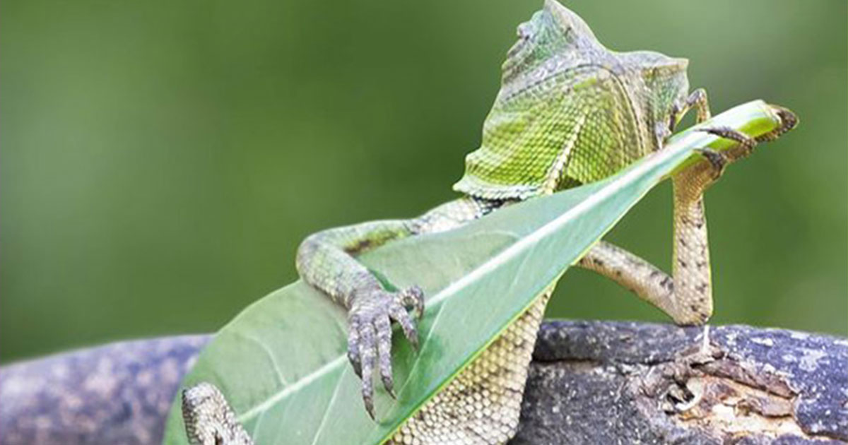 Image-Une-lézard