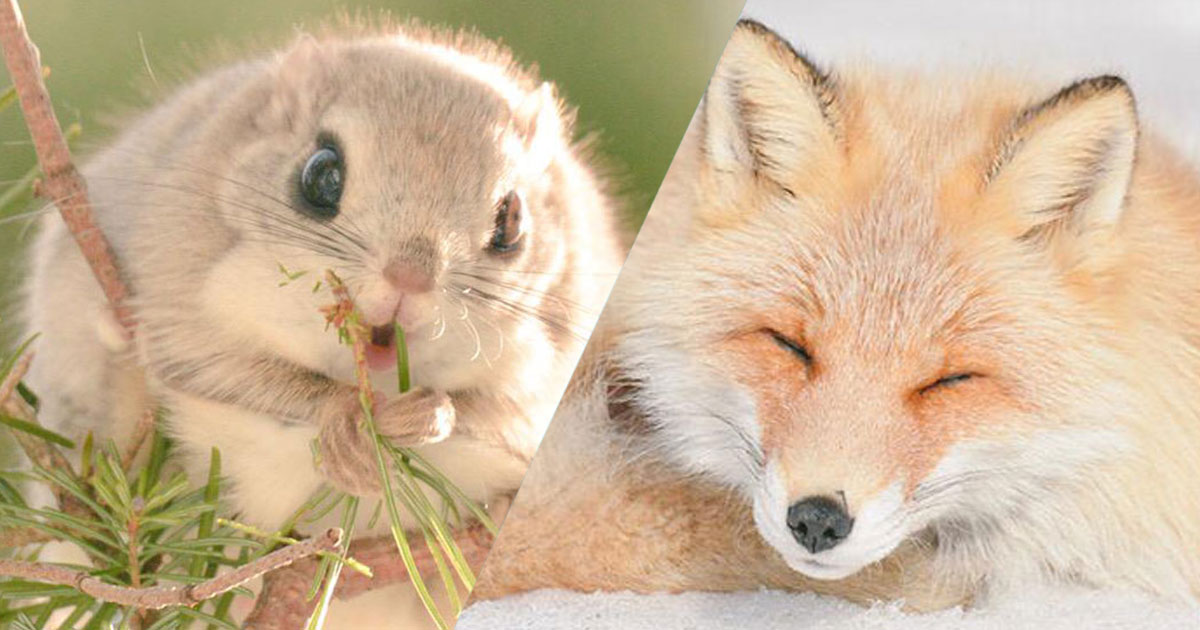 Une-mignons-hokkaido2
