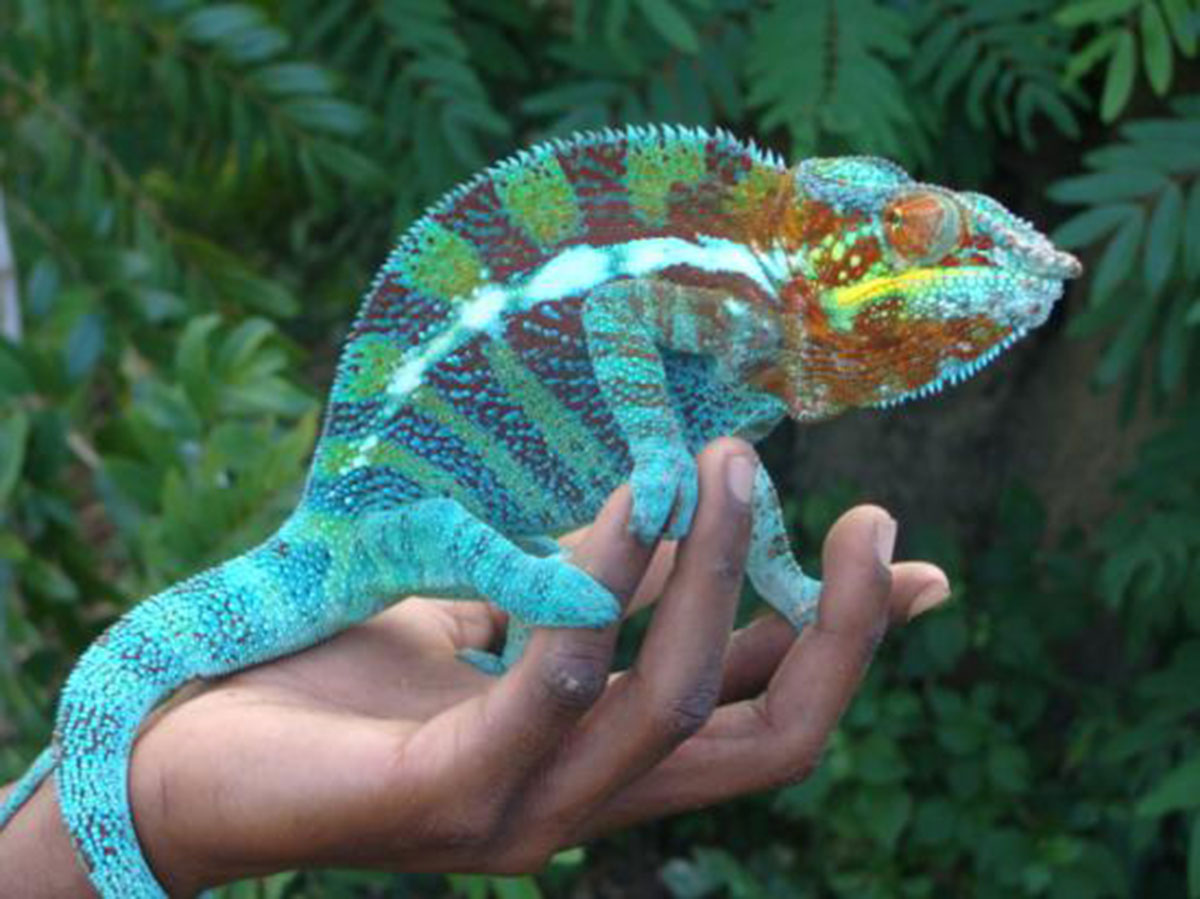 bleu-caméléon