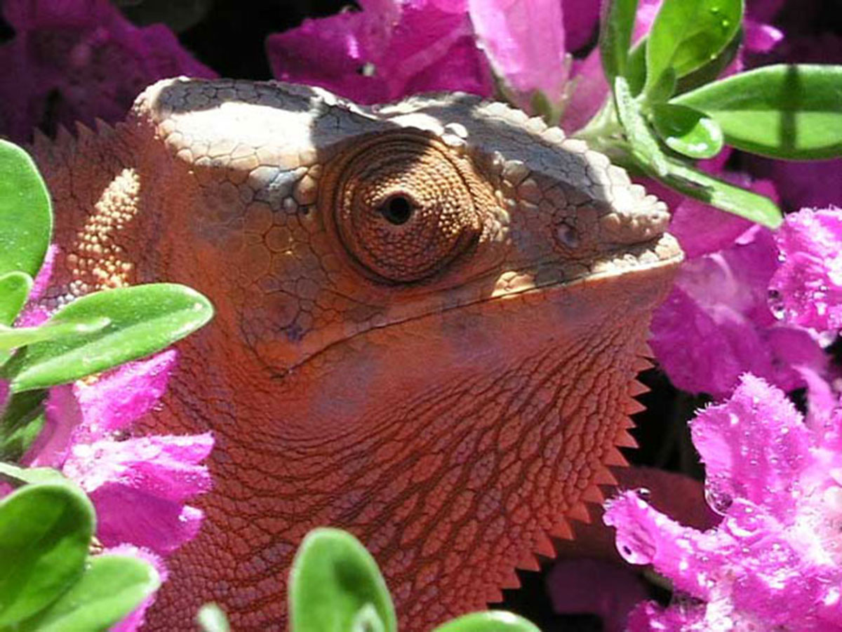 cameleon-panthere-11