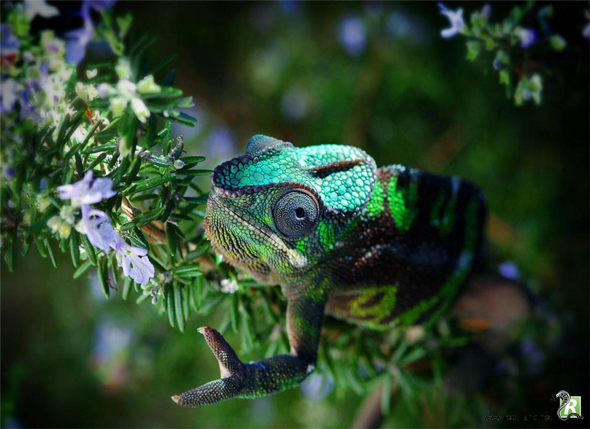 cameleon-panthere-couleurs