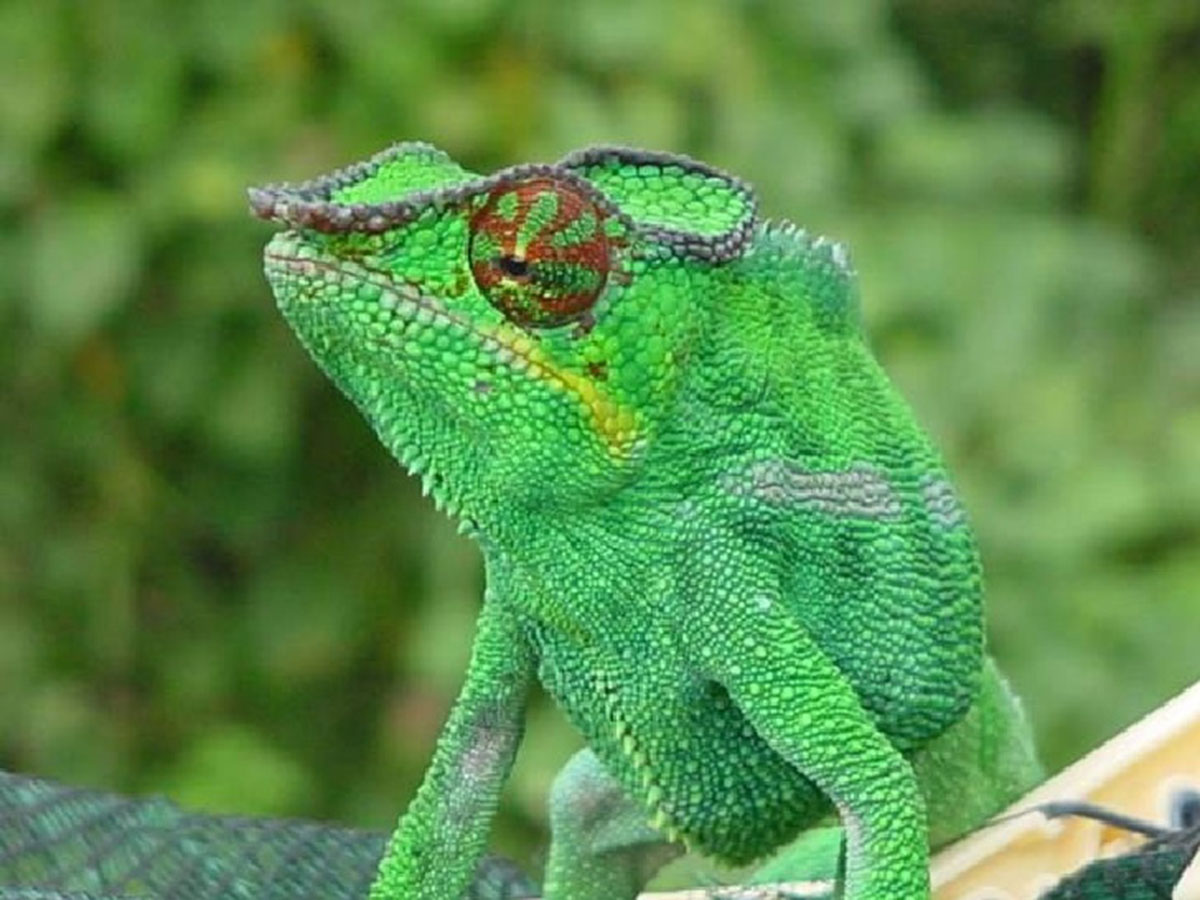 caméléon-5