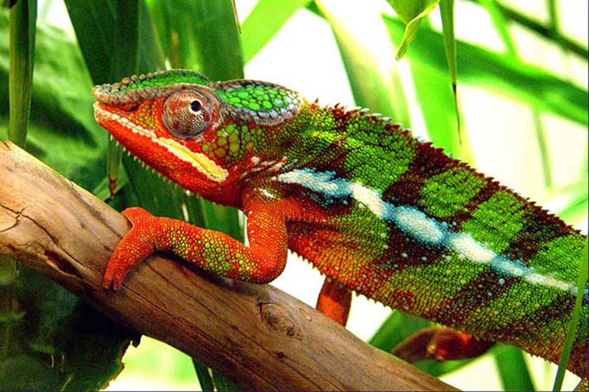 caméléon-rouge-vert