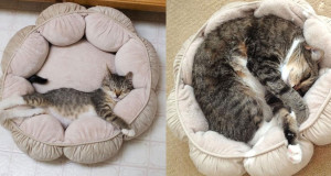 une-chats-grandir