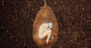 une-oeuf-homme