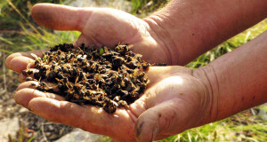 Image-Une-abeilles