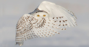 Image-Une-chouette-750x394