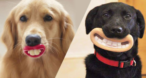 Une-chien-sourire-ravageur