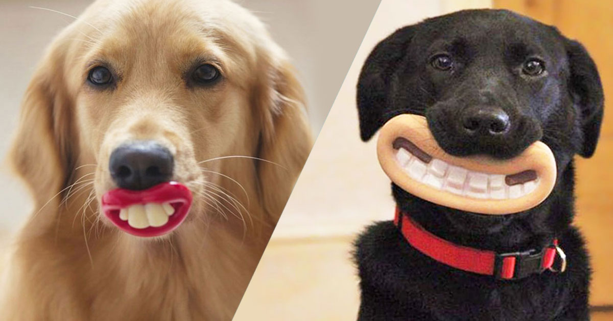 Une-chien-sourire-ravageur