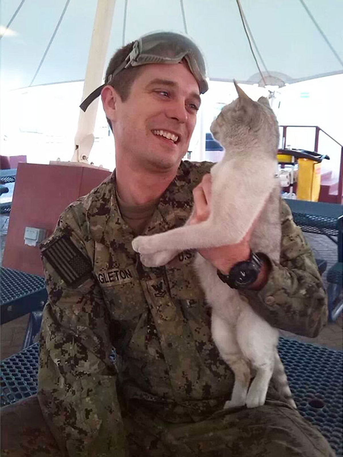 cat-buddy