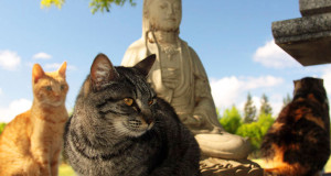 chat-refuge-trois