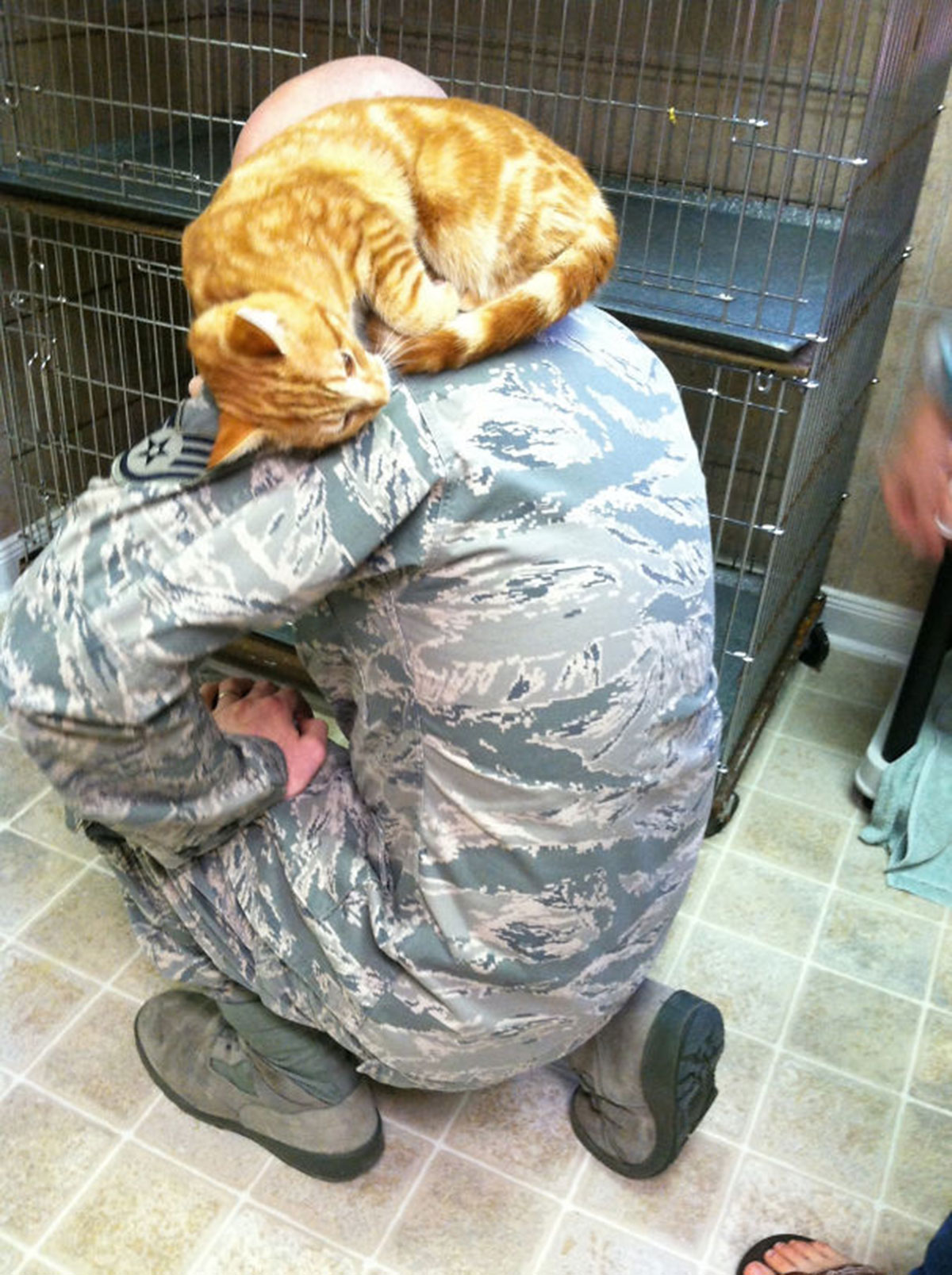 chat-rouler-soldat