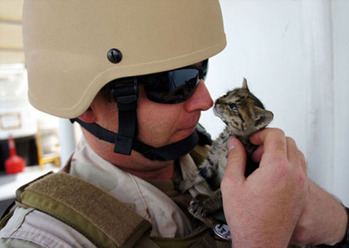 chaton-et-soldat