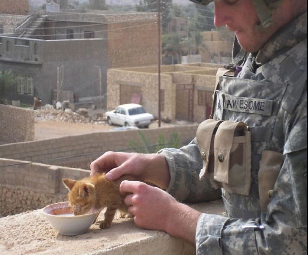 kitty-milk