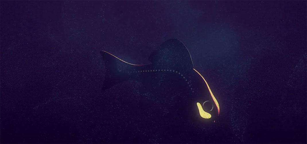 lumiere-video-poisson