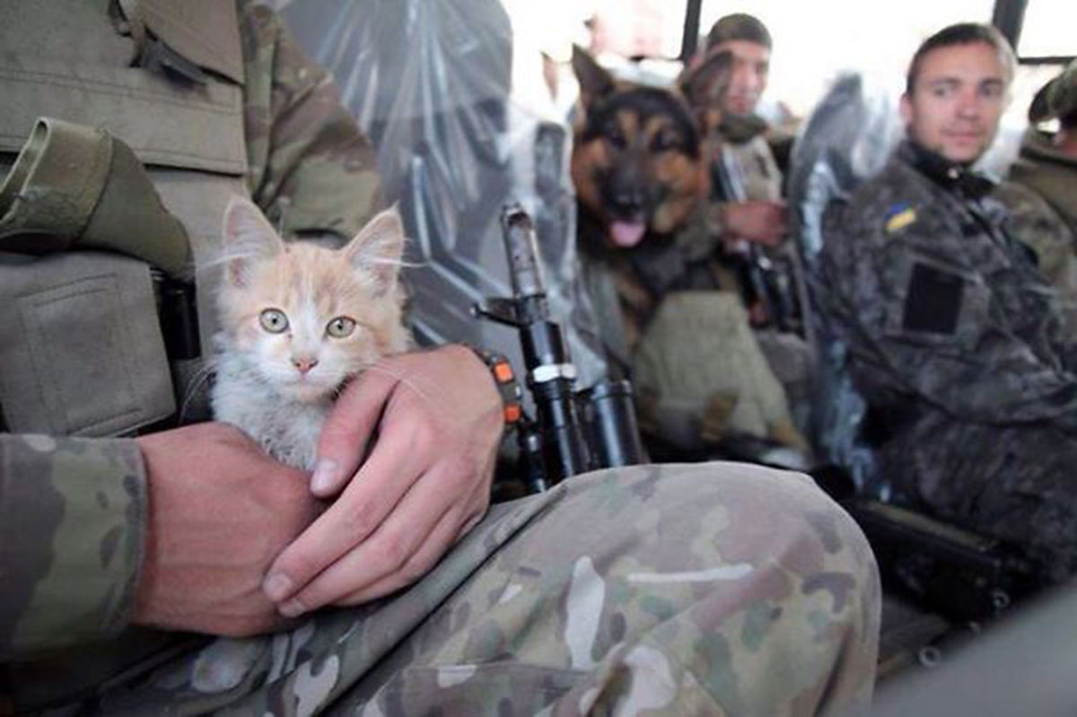 petit-chat