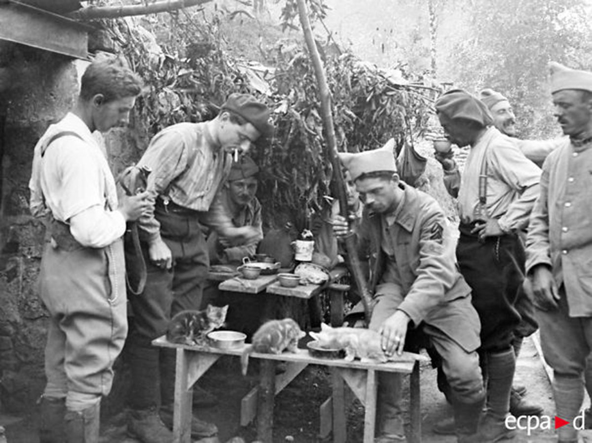 régiment-chat