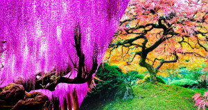 une-arbres-fleurs
