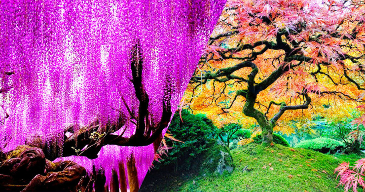 une-arbres-fleurs