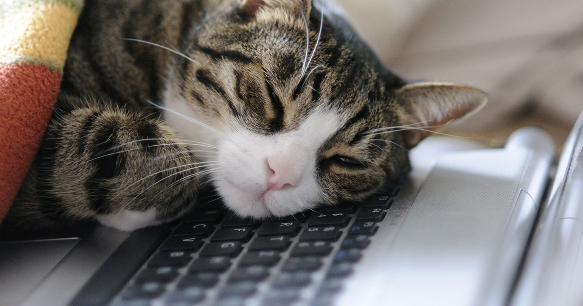 une-chat-japon