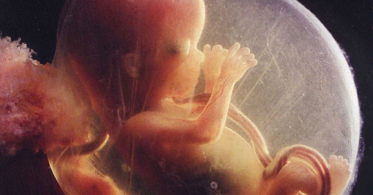 une-foetus-bebe-ventre