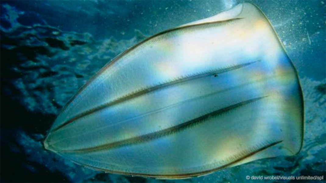 10-animaux-groupes-ctenophora