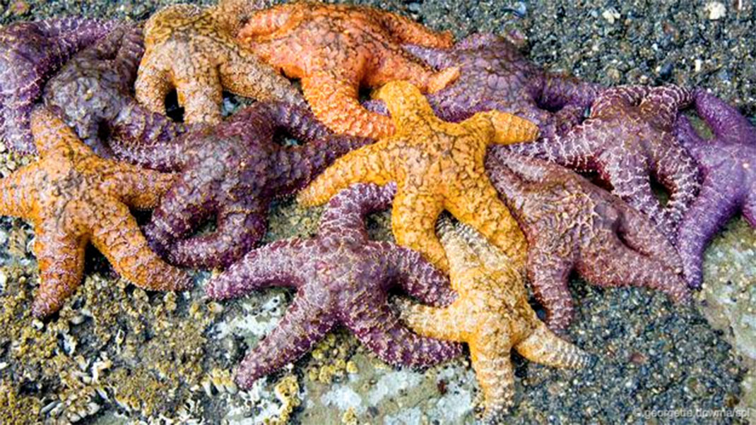 12-animaux-groupes-echinodermata