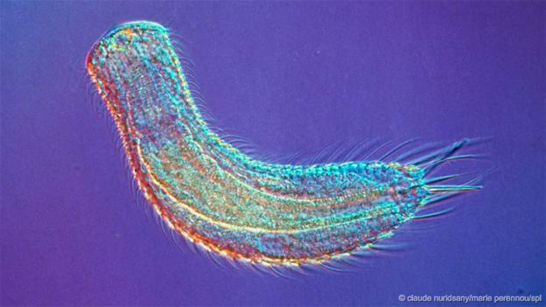 14-animaux-groupes-gastrotricha