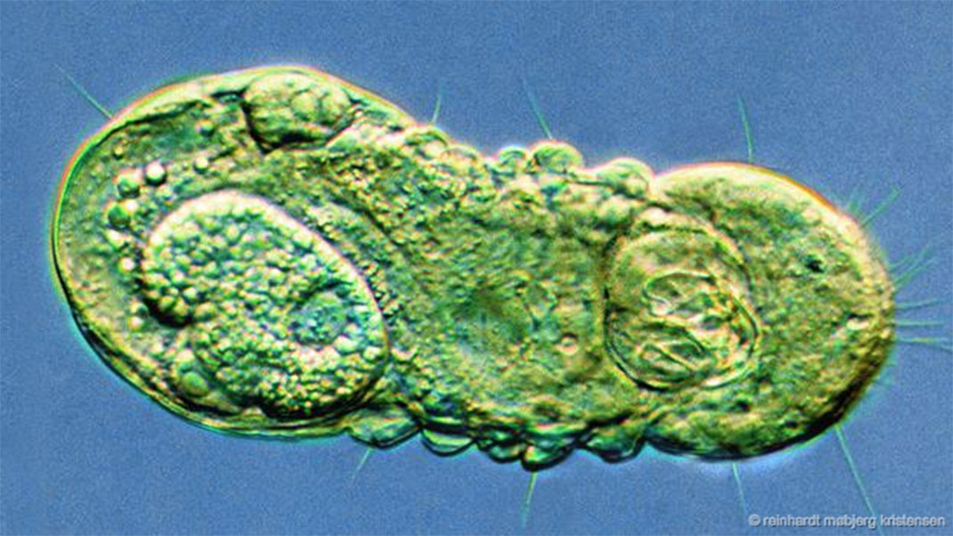 19-groupes-animaux-micrognathozoa