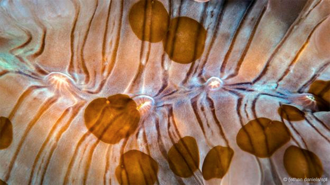 2-animaux-groupes-acoelomorpha