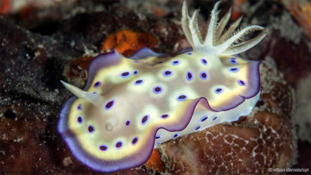 20-groupes-animaux-mollusca