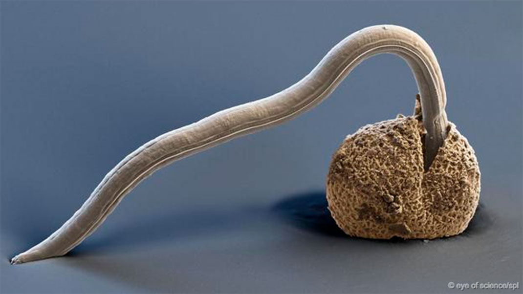 21-groupes-animaux-nematoda