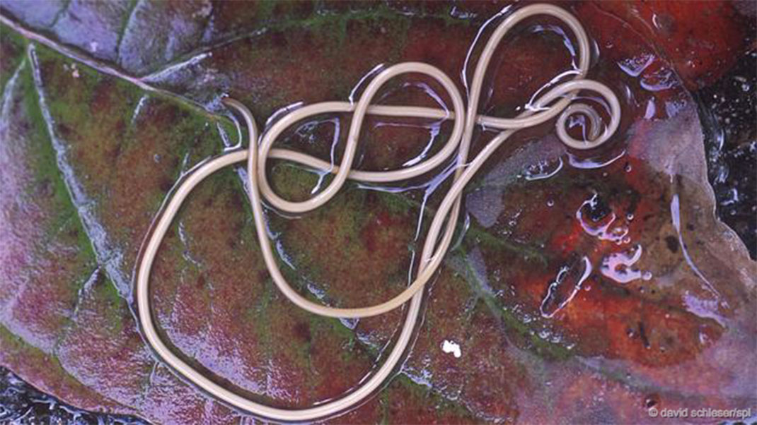 22-groupes-animaux-nematomorpha