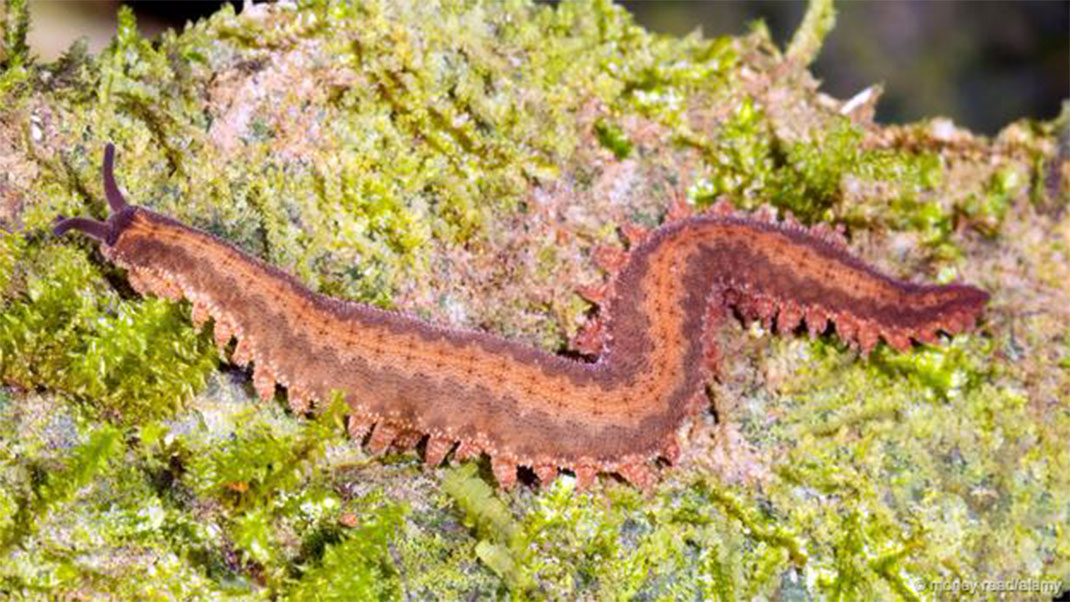 24-groupes-animaux-onychophora