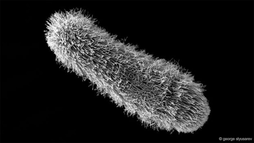 25-groupes-animaux-orthonectida