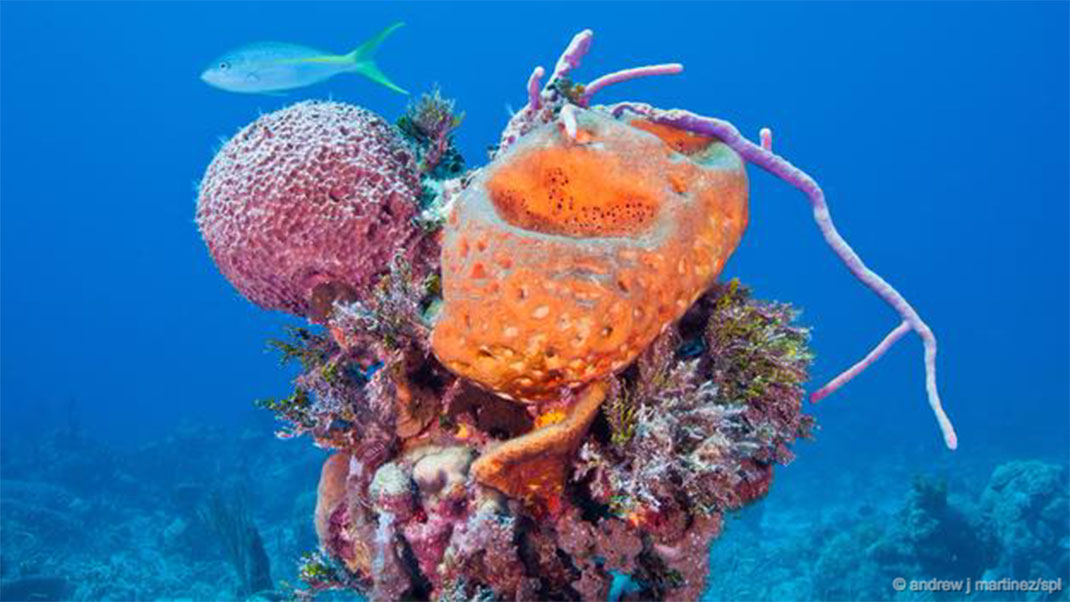 29-animaux-groupes-porifera