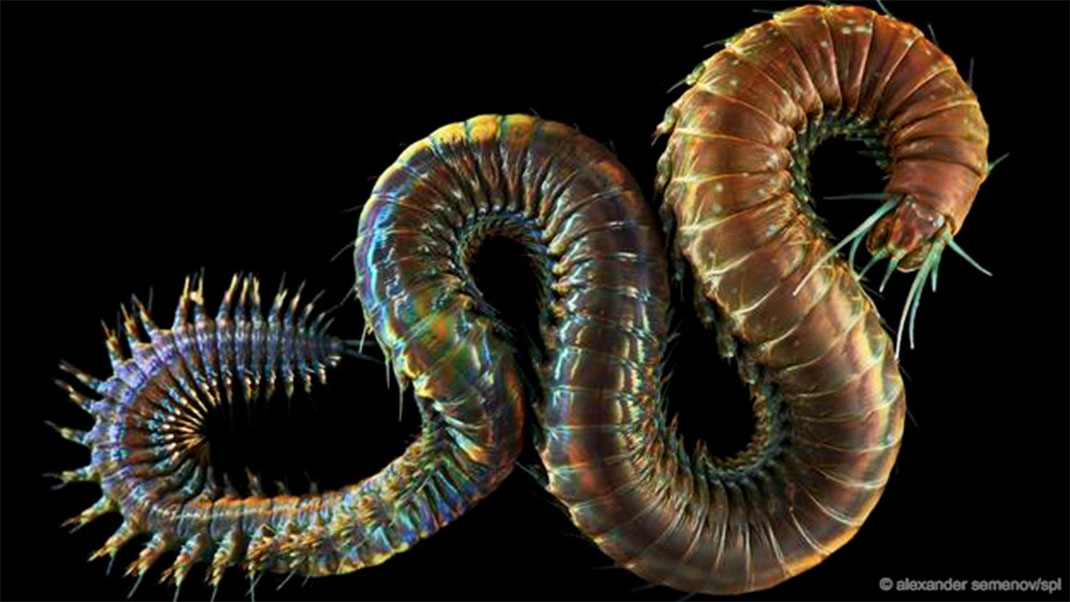 3-animaux-groupes-annelida