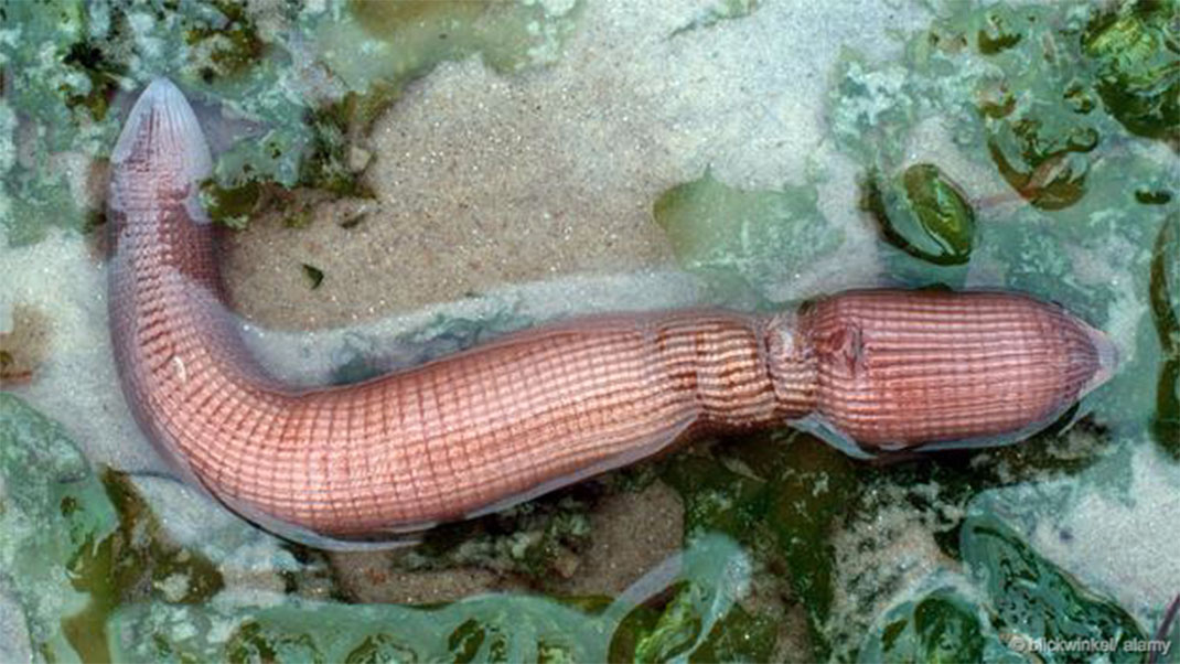 33-animaux-groupes-sipuncula