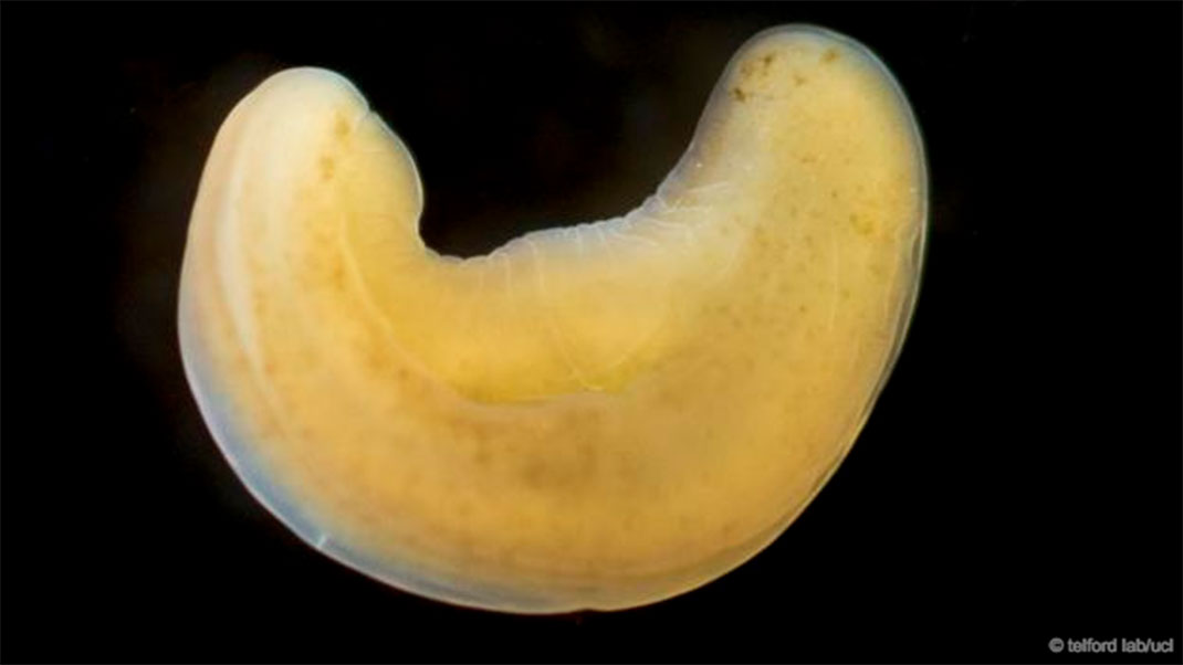 35-animaux-groupes-xenoturbellida