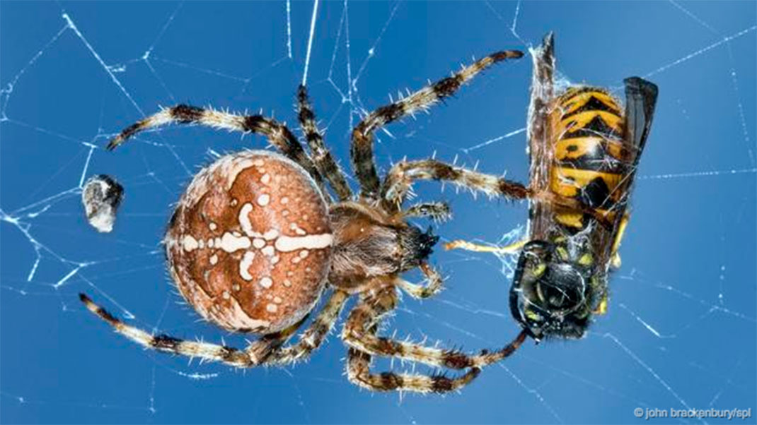 4-animaux-groupes-arthropoda
