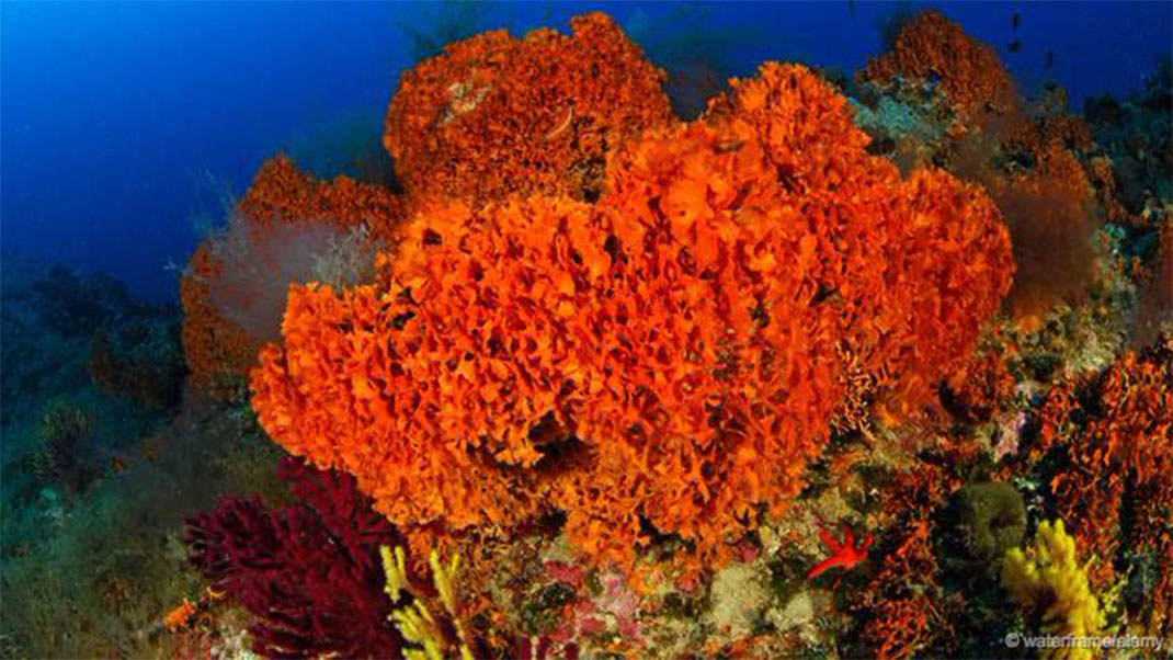 6-animaux-groupes-bryozoa