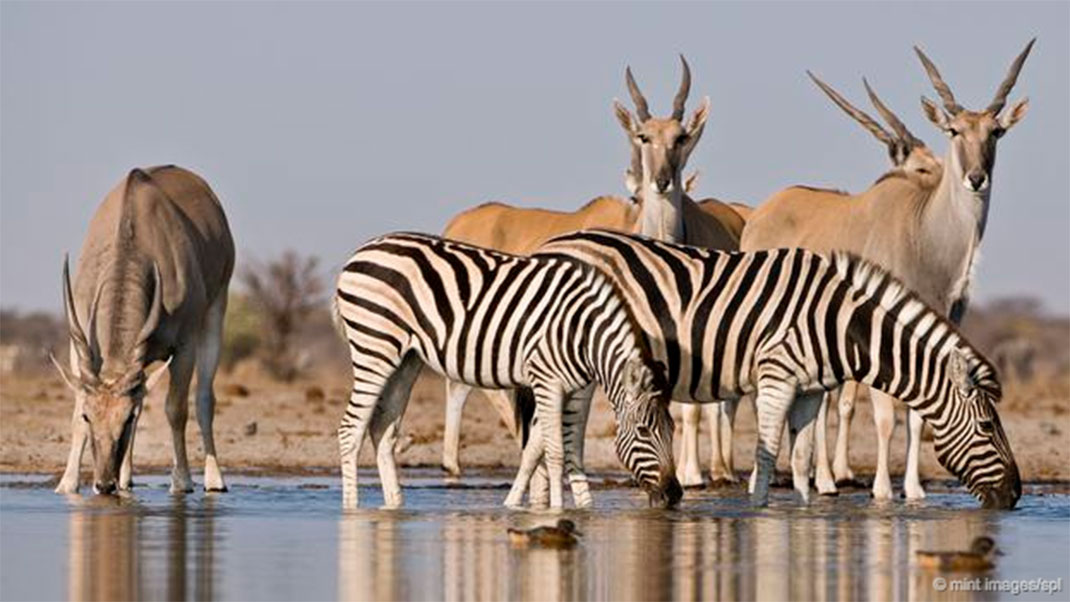 8-animaux-groupes-chordata