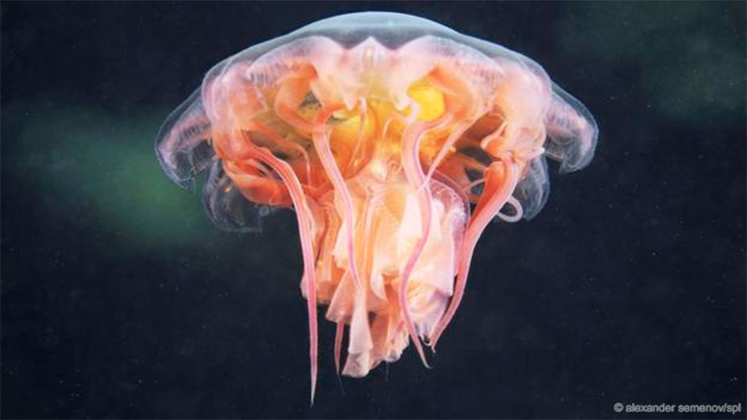 9-animaux-groupes-cnidaria