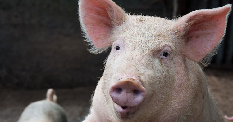 Une-cochon-greffe